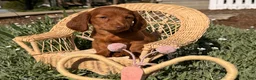 Dachshund dogs for sale: Violet - Ad 4