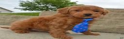 Mini Goldendoodle dogs for sale: Mini George - Ad 4