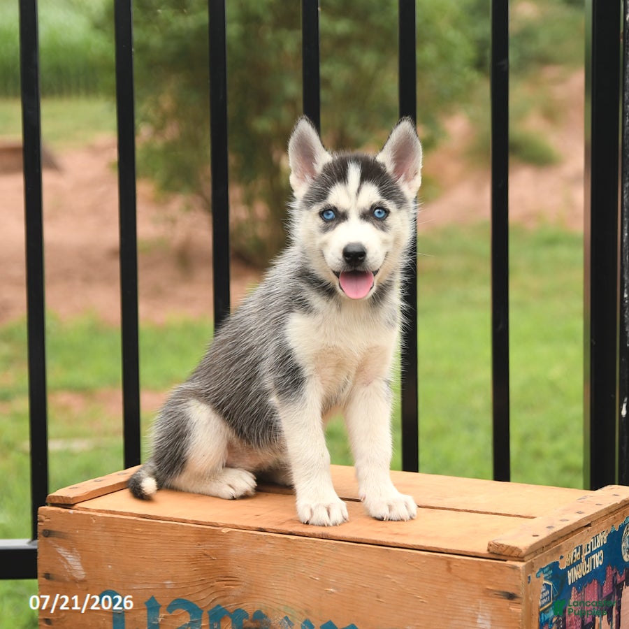 Siberian Husky dogs Bridget - Ad 1
