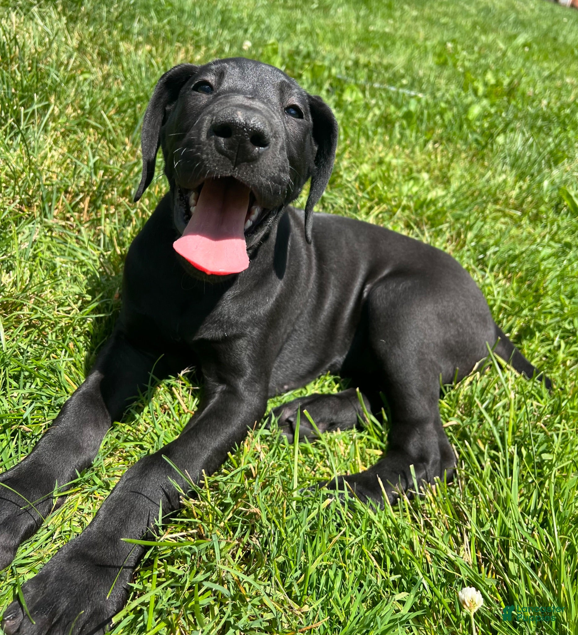 Great Dane dogs Giulia - Ad 1