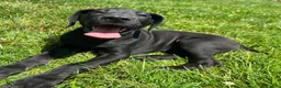 Great Dane dogs for sale: Giulia - Ad 1