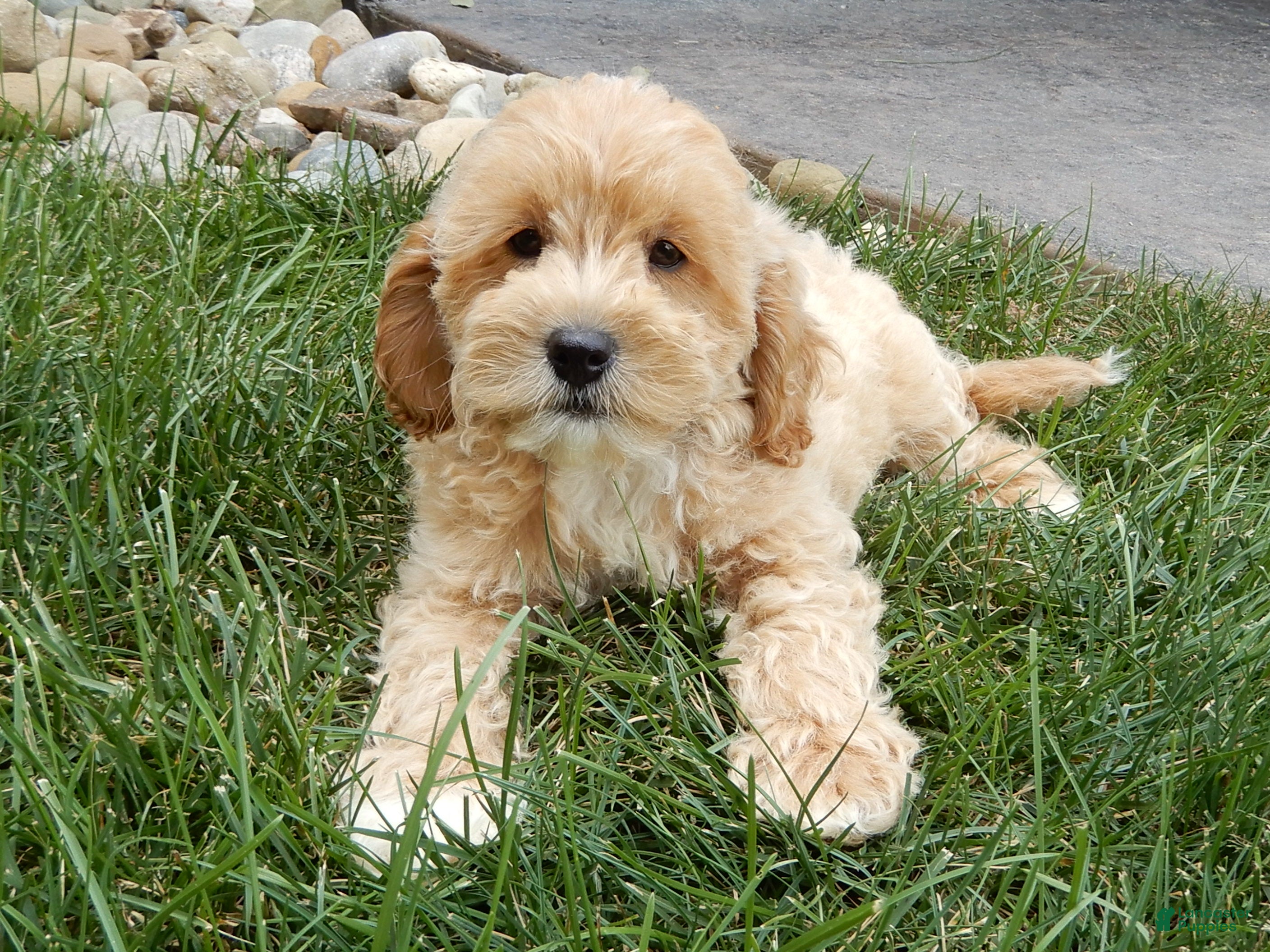 Cavapoo dogs Benji - Ad 2