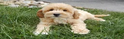 Cavapoo dogs for sale: Benji - Ad 2