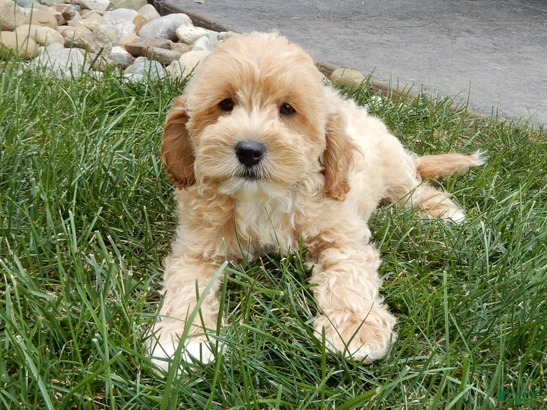 Cavapoo dogs for sale: Benji - Ad 2