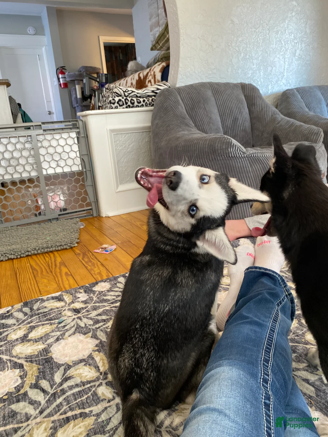 Pomsky dogs for sale: Bree  - Ad 3