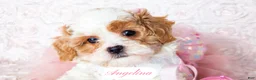 Cavapoo dogs for sale: Angelina - Ad 21