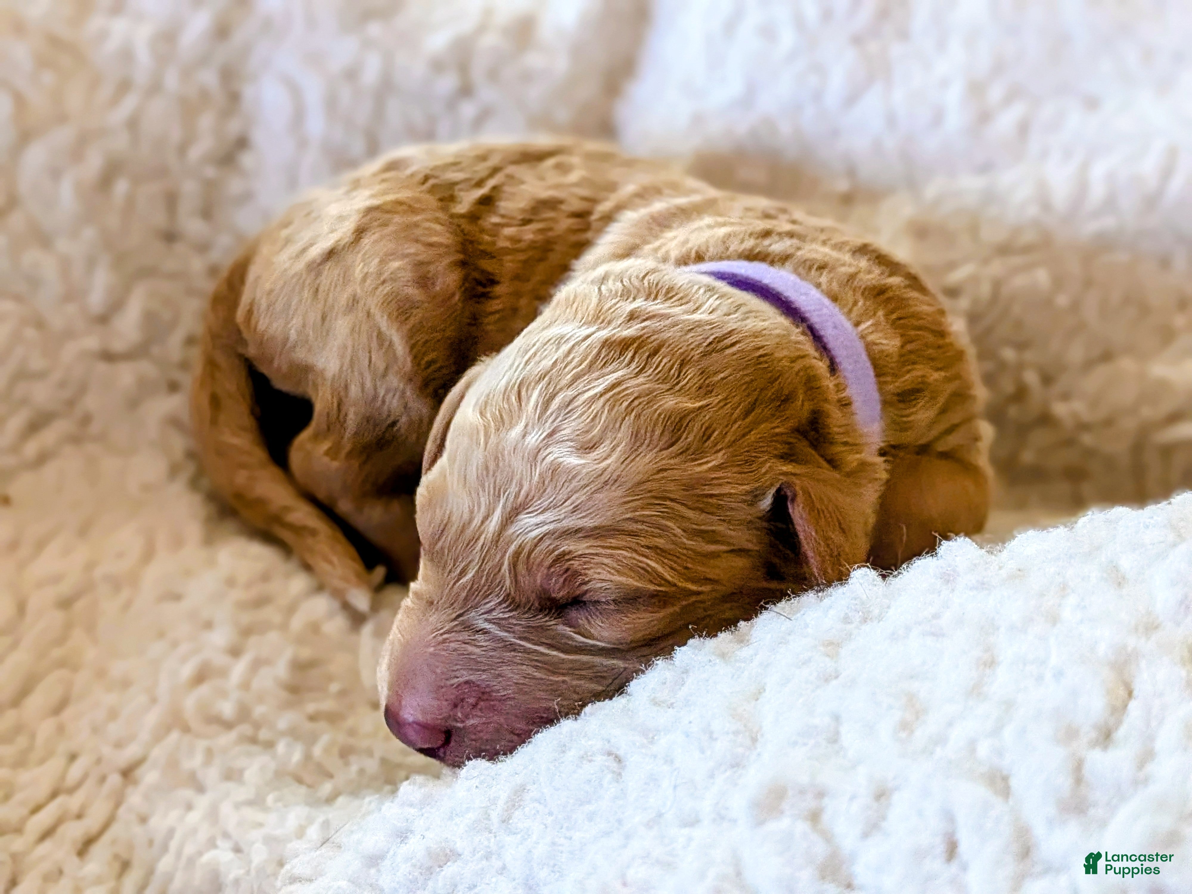 Mixed Breed dogs Honey  - Ad 42