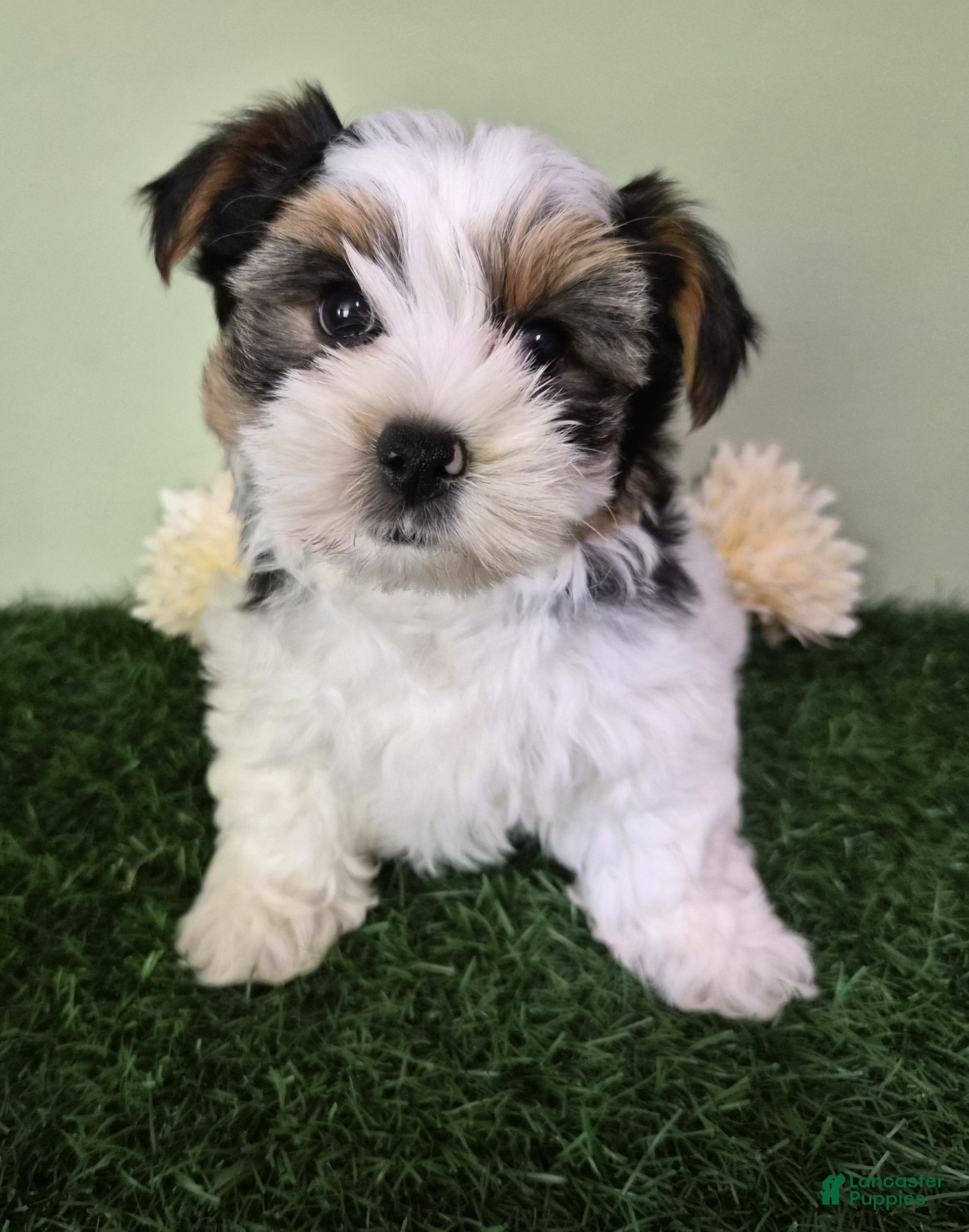 Biewer Terrier dogs Moose - Ad 2