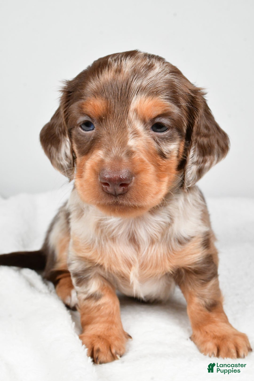 Miniature Dachshund dogs for sale: Casey  - Ad 7