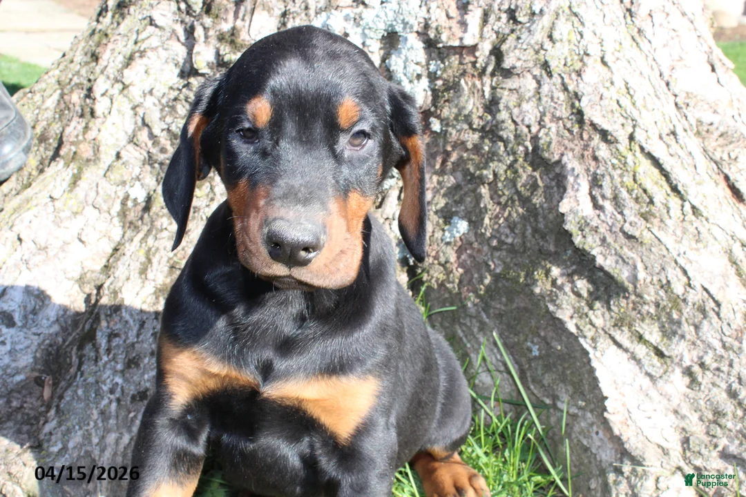 Doberman Pinscher dogs for sale: Ralph - Ad 5