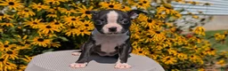 Boston Terrier dogs for sale: Twila  - Ad 8