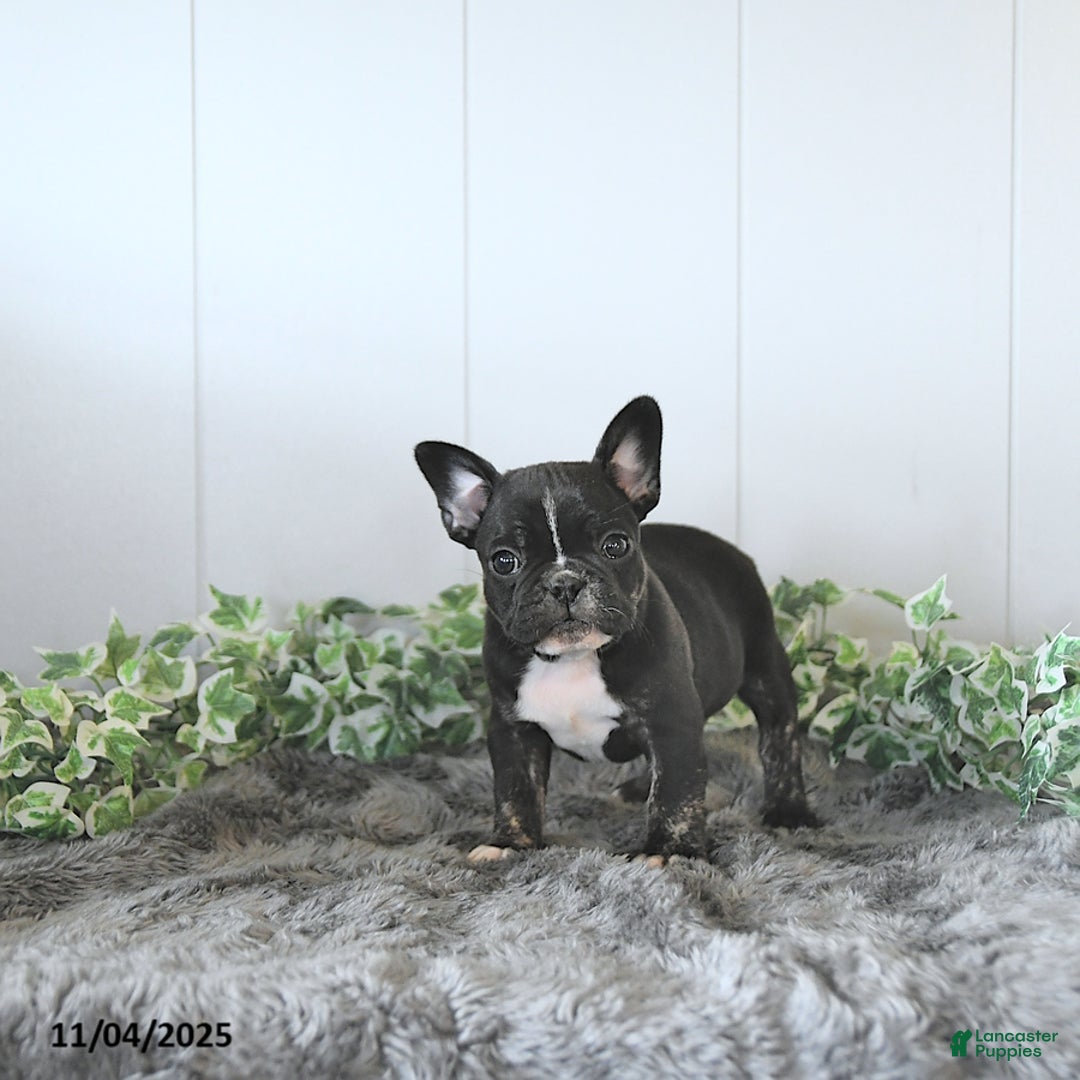 Frug dogs for sale: Mason - Ad 4