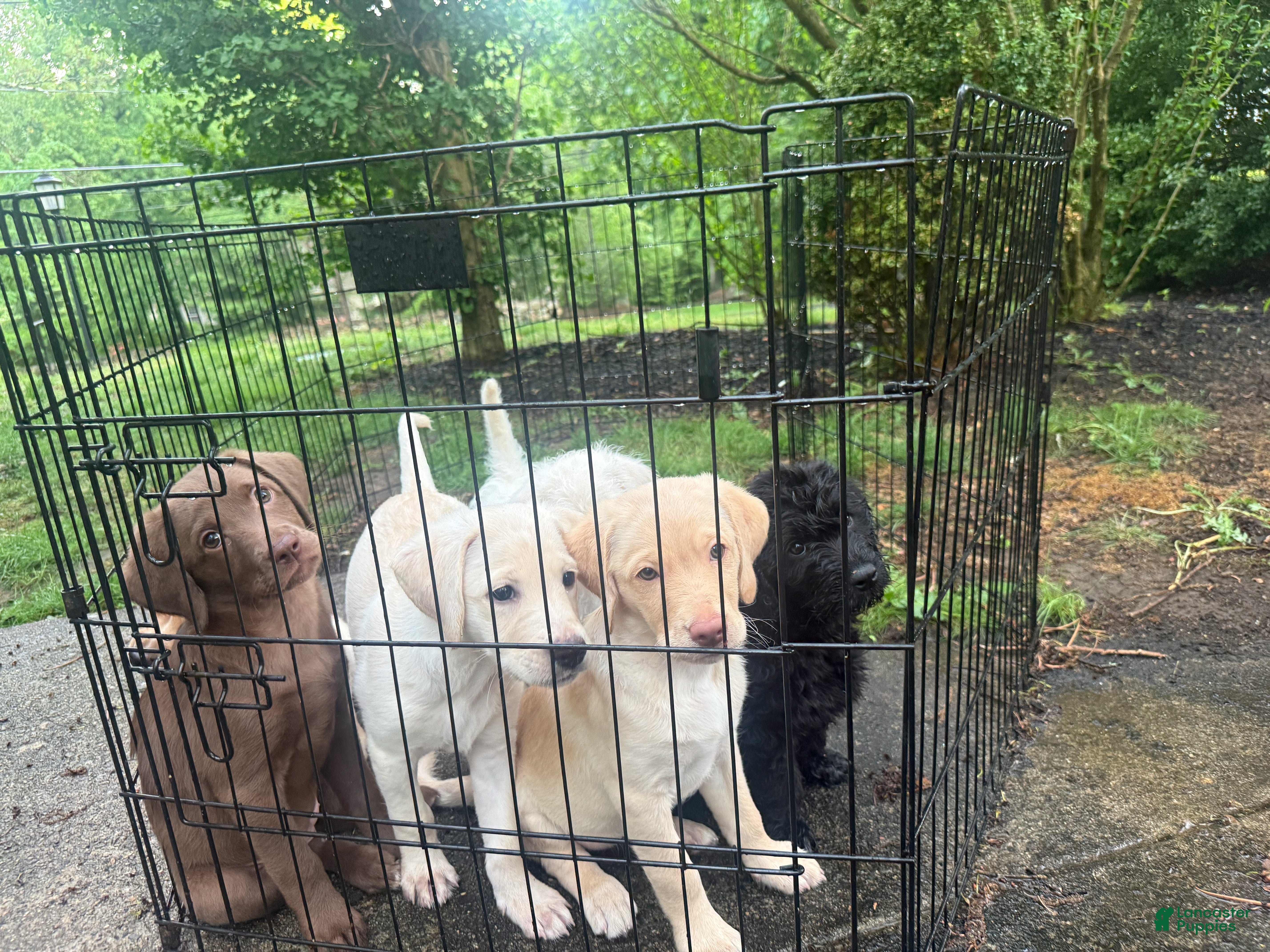 Labradoodle dogs Edith - Ad 2