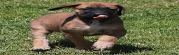 Mixed Breed dogs for sale: Bonnie - Ad 8