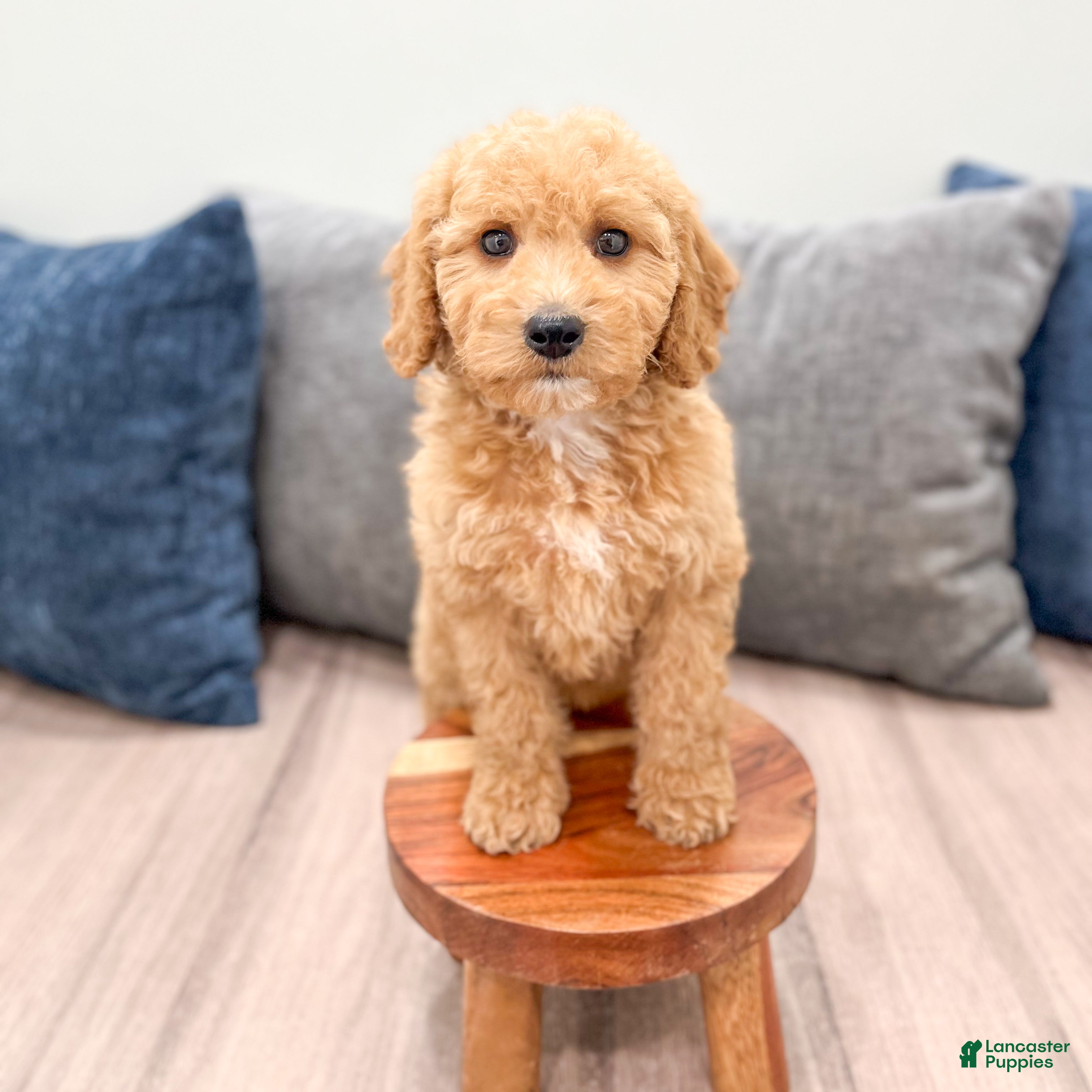Miniature Labradoodle dogs Kallie - Ad 2