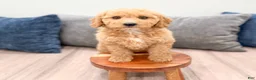 Miniature Labradoodle dogs for sale: Kallie - Ad 2