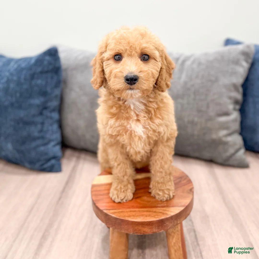 Miniature Labradoodle dogs for sale: Kallie - Ad 2