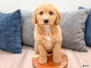Miniature Labradoodle dogs for sale: Kallie - Ad 2