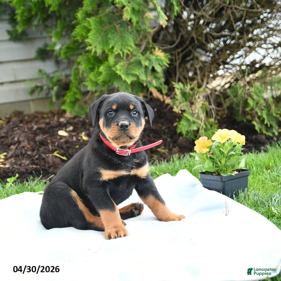 Rottweiler dogs Voyager - Ad 1