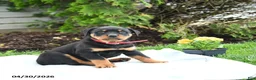 Rottweiler dogs for sale: Voyager - Ad 1