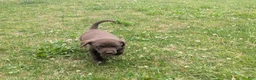 Labrador Retriever dogs for sale: Chocolate Male (Neon) - Ad 9