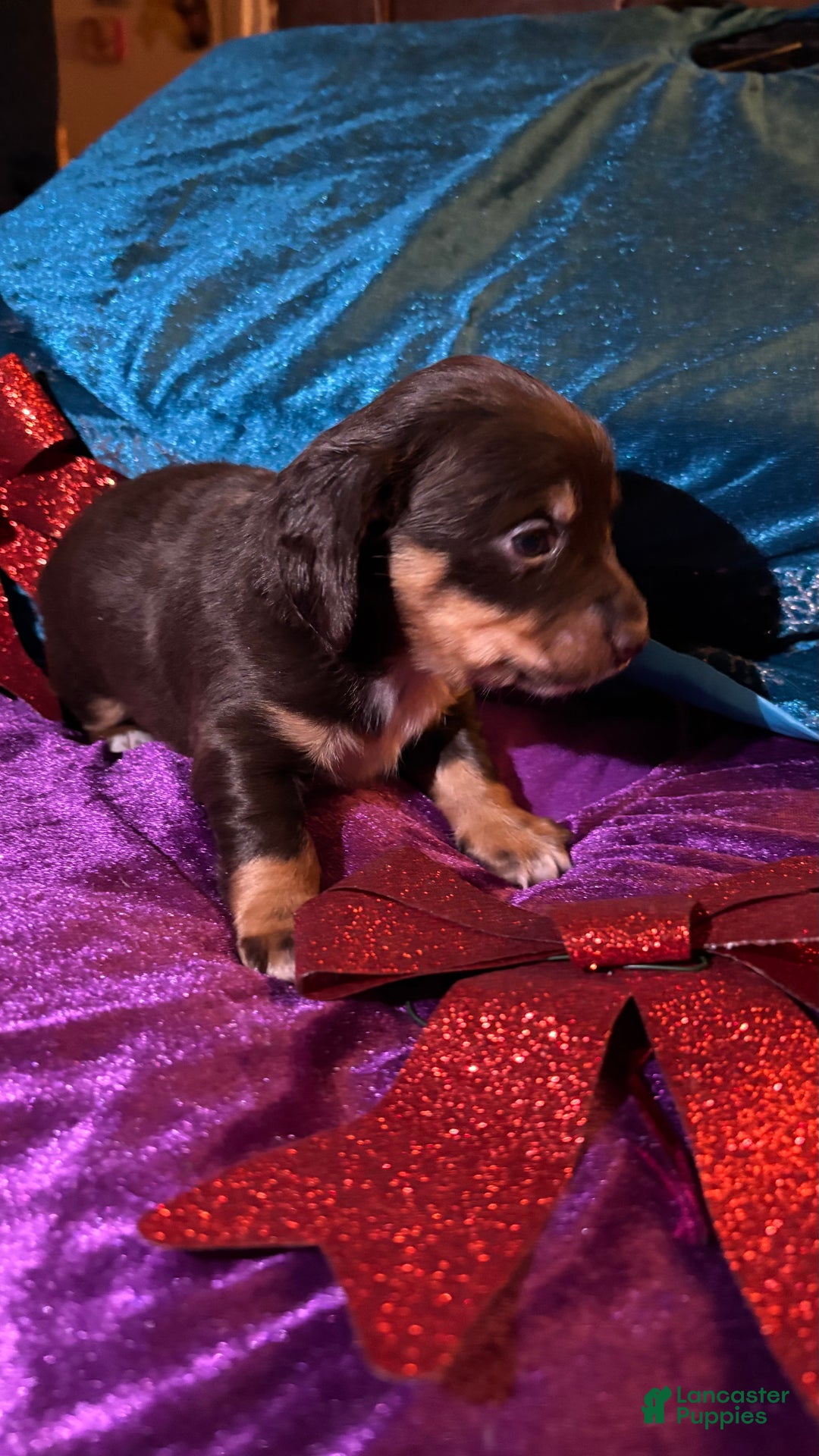 Miniature Dachshund dogs for sale: Miniature Dachshund Puppy 1 - Ad 2