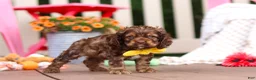 Cocker Spaniel dogs for sale: Milo - Ad 3