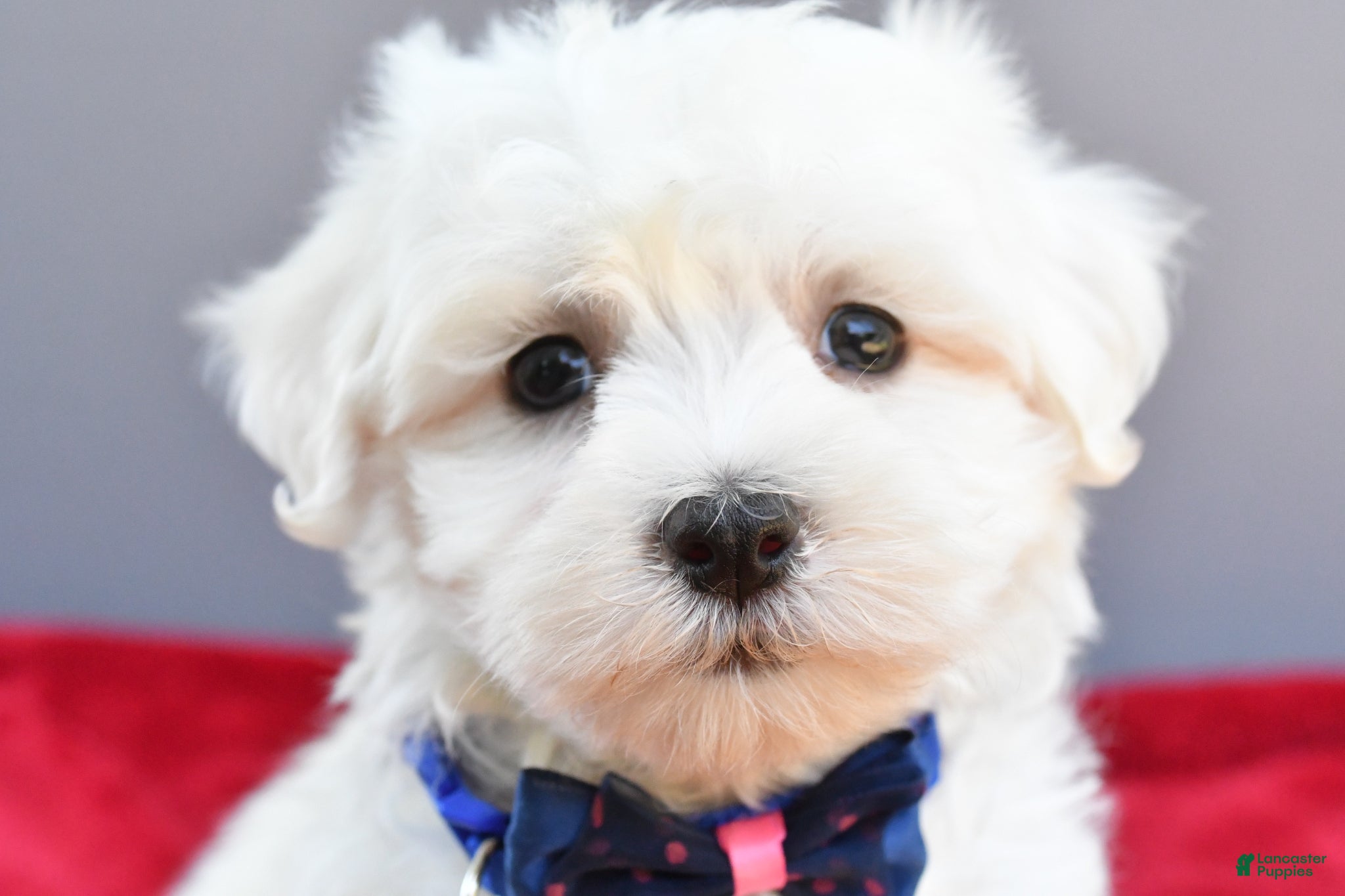 Maltese dogs Domino - Ad 2