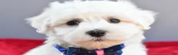 Maltese dogs for sale: Domino - Ad 2
