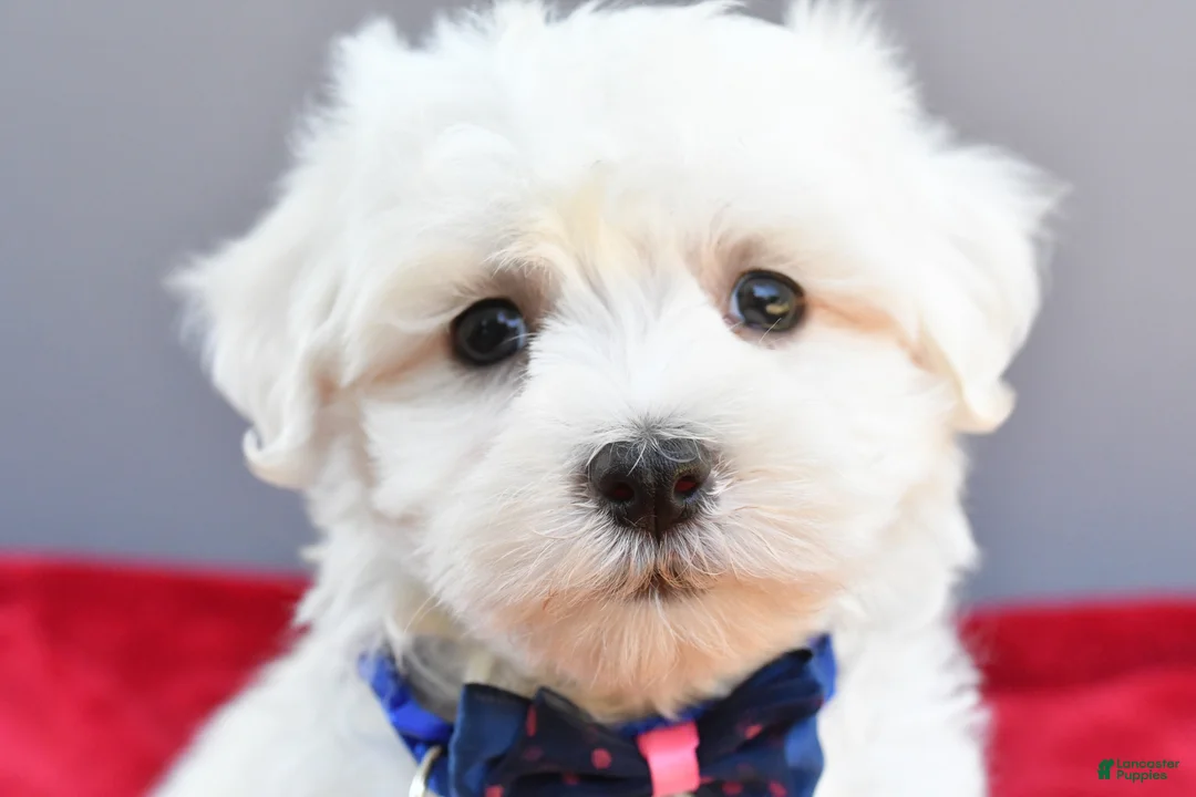 Maltese dogs for sale: Domino - Ad 2
