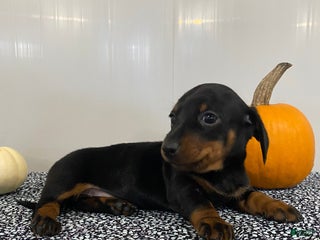 Miniature Dachshund dogs Dawn - Ad 17