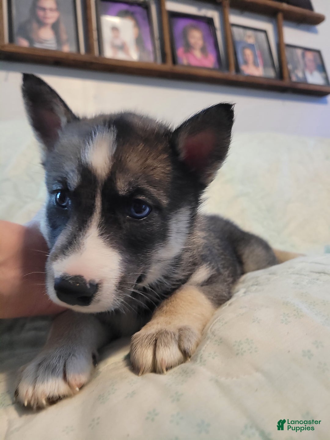 Siberian Husky dogs for sale: Siberian Husky Puppy 6 - Ad 4