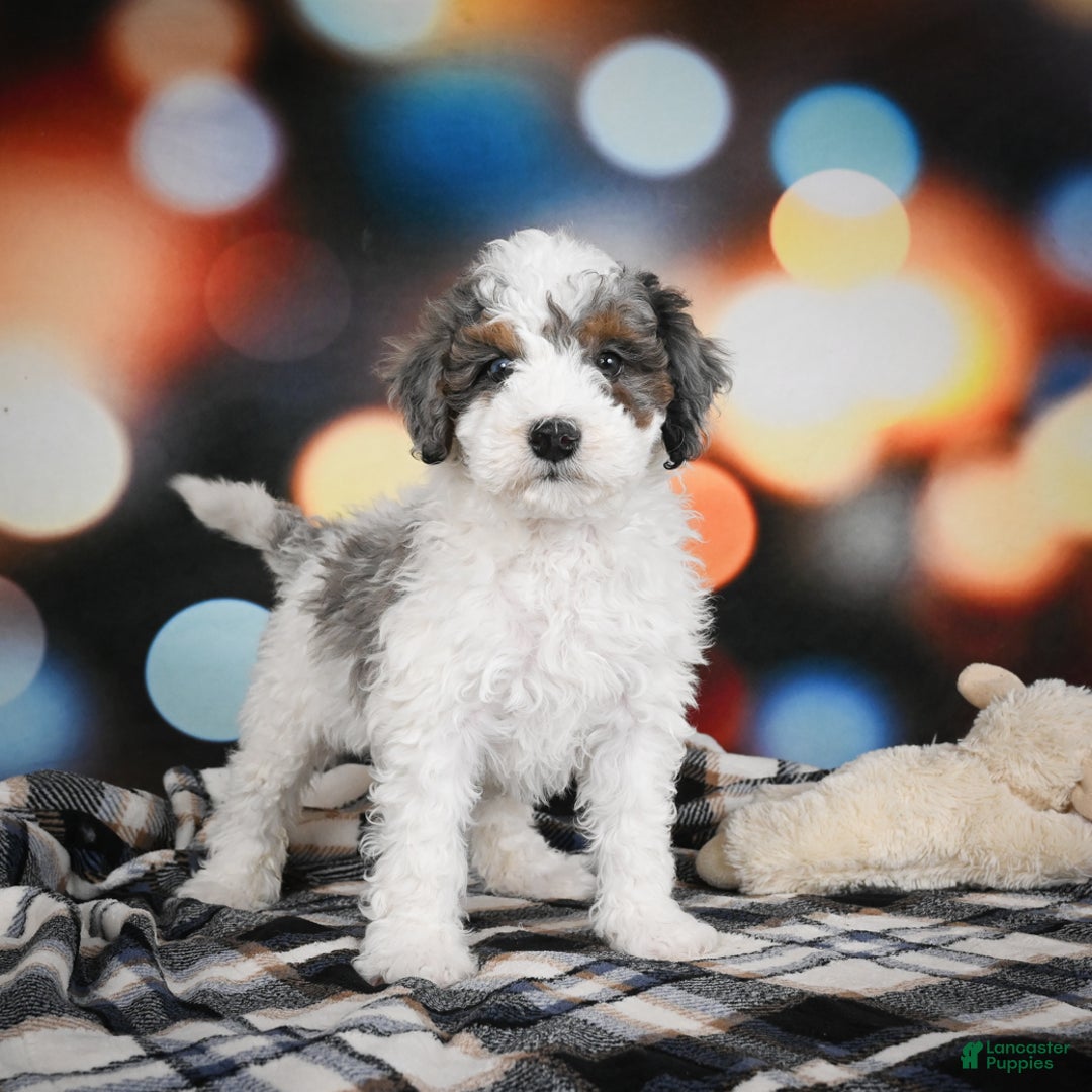 Bernedoodle dogs for sale: Maverick - Ad 3