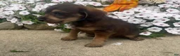 Mixed Breed dogs for sale: Johnny - Ad 4