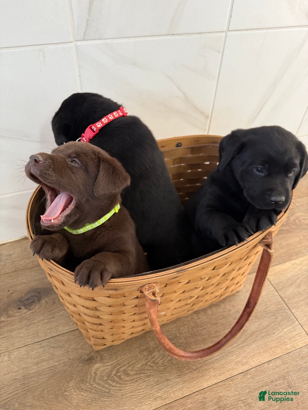 Labrador Retriever dogs for sale: Labrador Retriever JACKIE - Ad 9