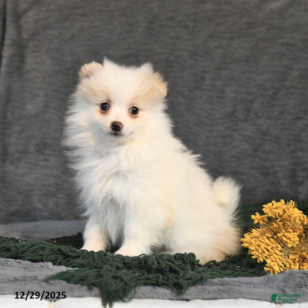 Pomeranian dogs for sale: Freckles - Ad 2