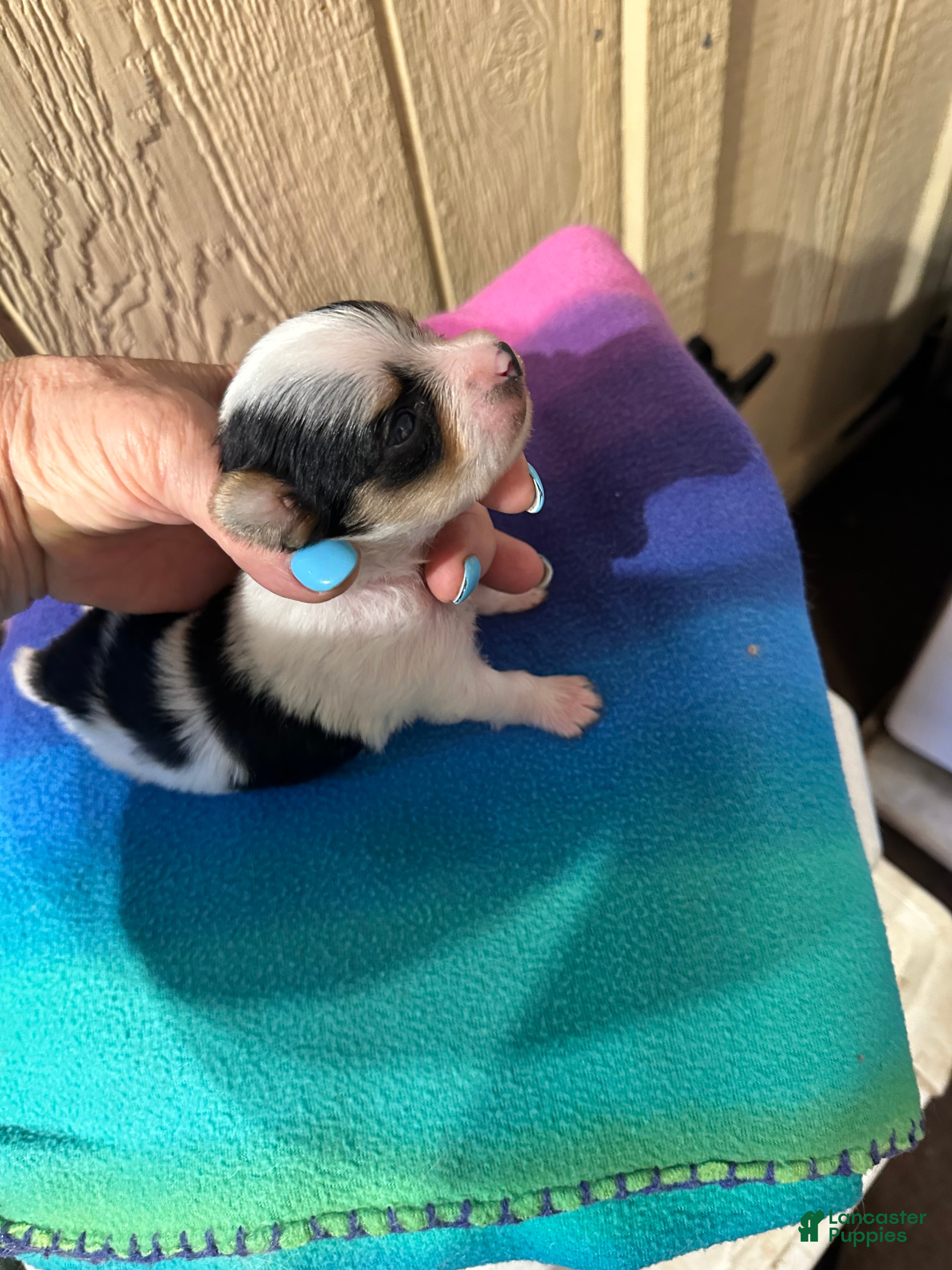 Yorkshire Terrier dogs AKC Peppy - Ad 1