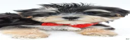 Morkie dogs for sale: Wilson - Ad 6