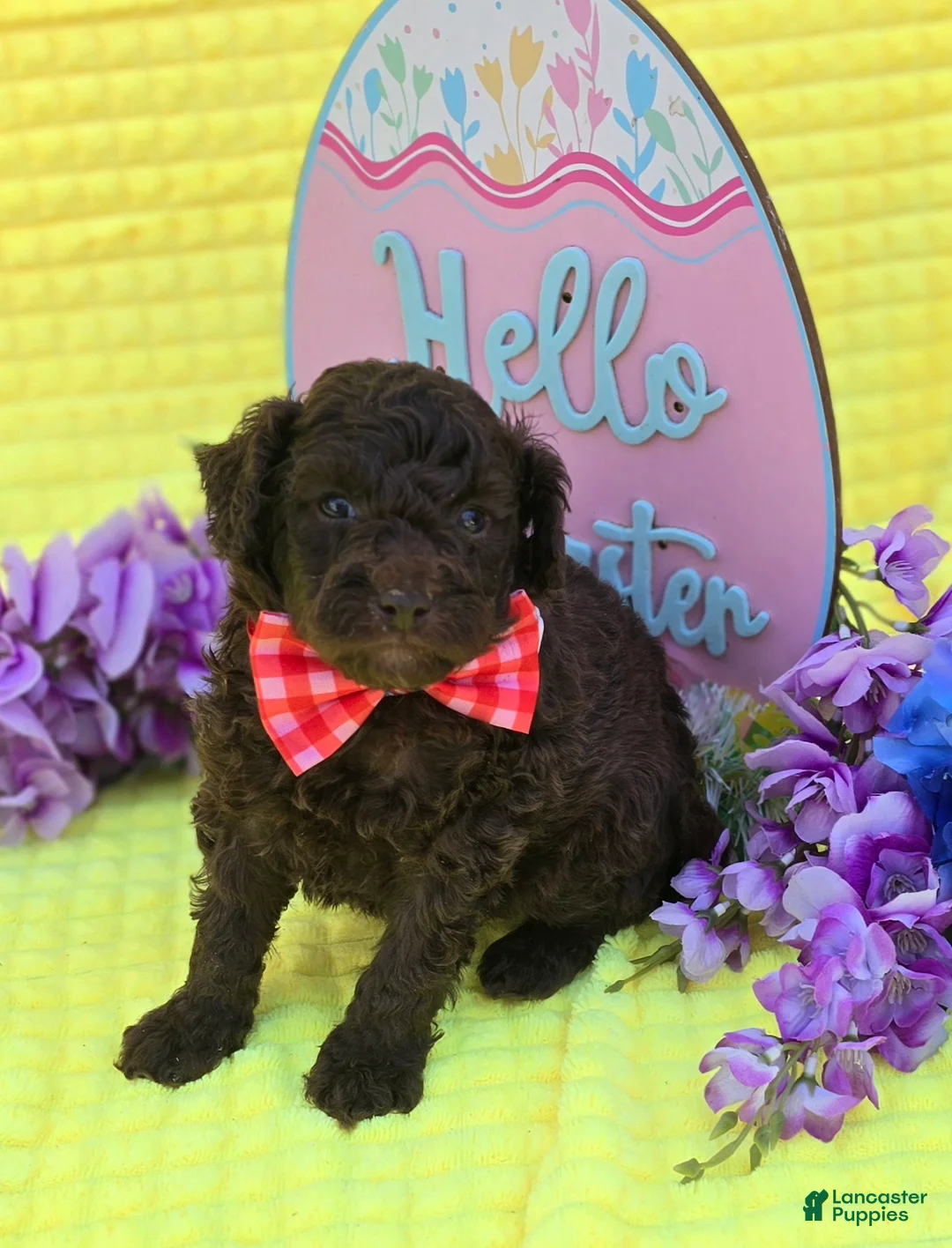 Mini Goldendoodle dogs for sale: Alfie - Ad 1