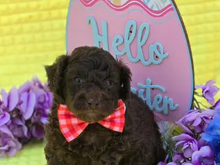 Mini Goldendoodle dogs Alfie - Ad 21