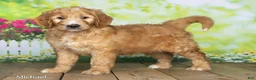 Goldendoodle dogs for sale: Michael - Ad 3