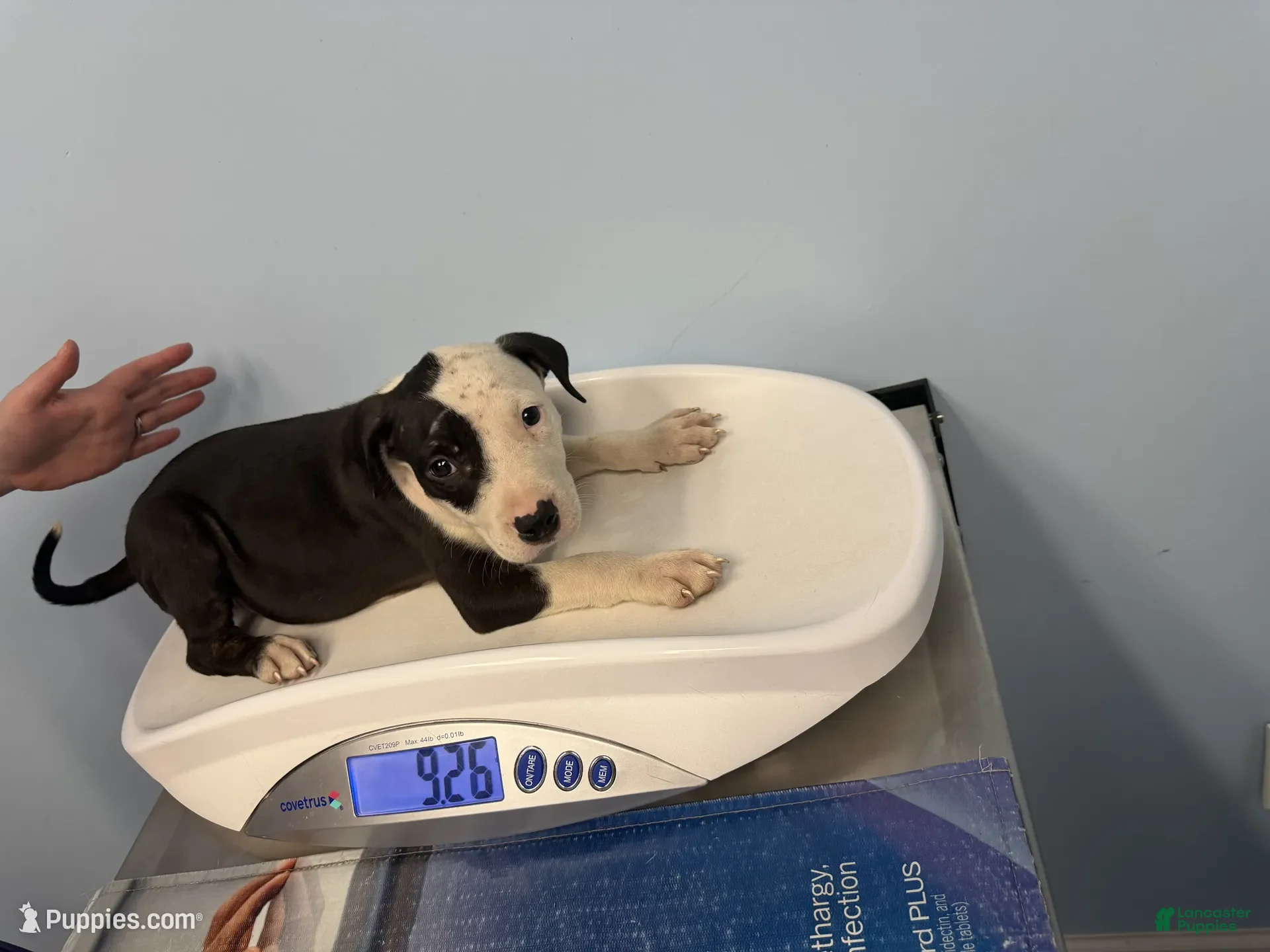 American Bully dogs for sale: Oreo - Ad 3