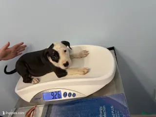 American Bully dogs Oreo - Ad 2