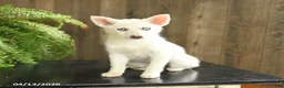 Pomsky dogs for sale: Violet  - Ad 3