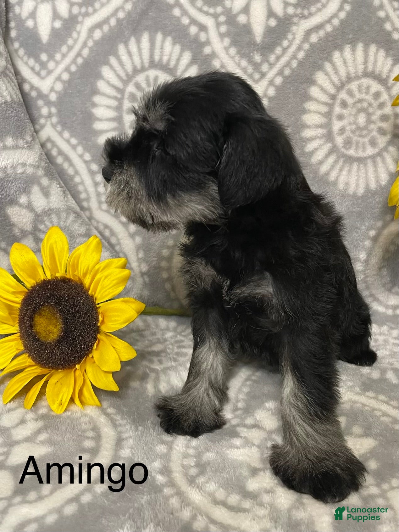 Miniature Schnauzer dogs Miniature Schnauzer 1 - Ad 2