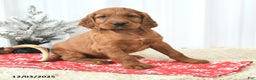Irish Setter dogs for sale: Beacon - Ad 1