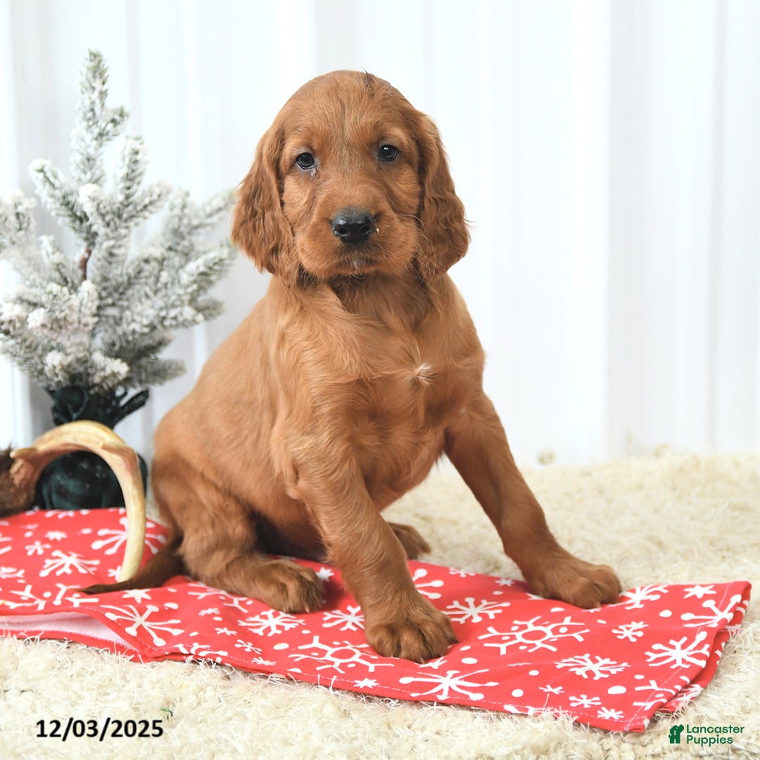 Irish Setter dogs for sale: Beacon - Ad 1