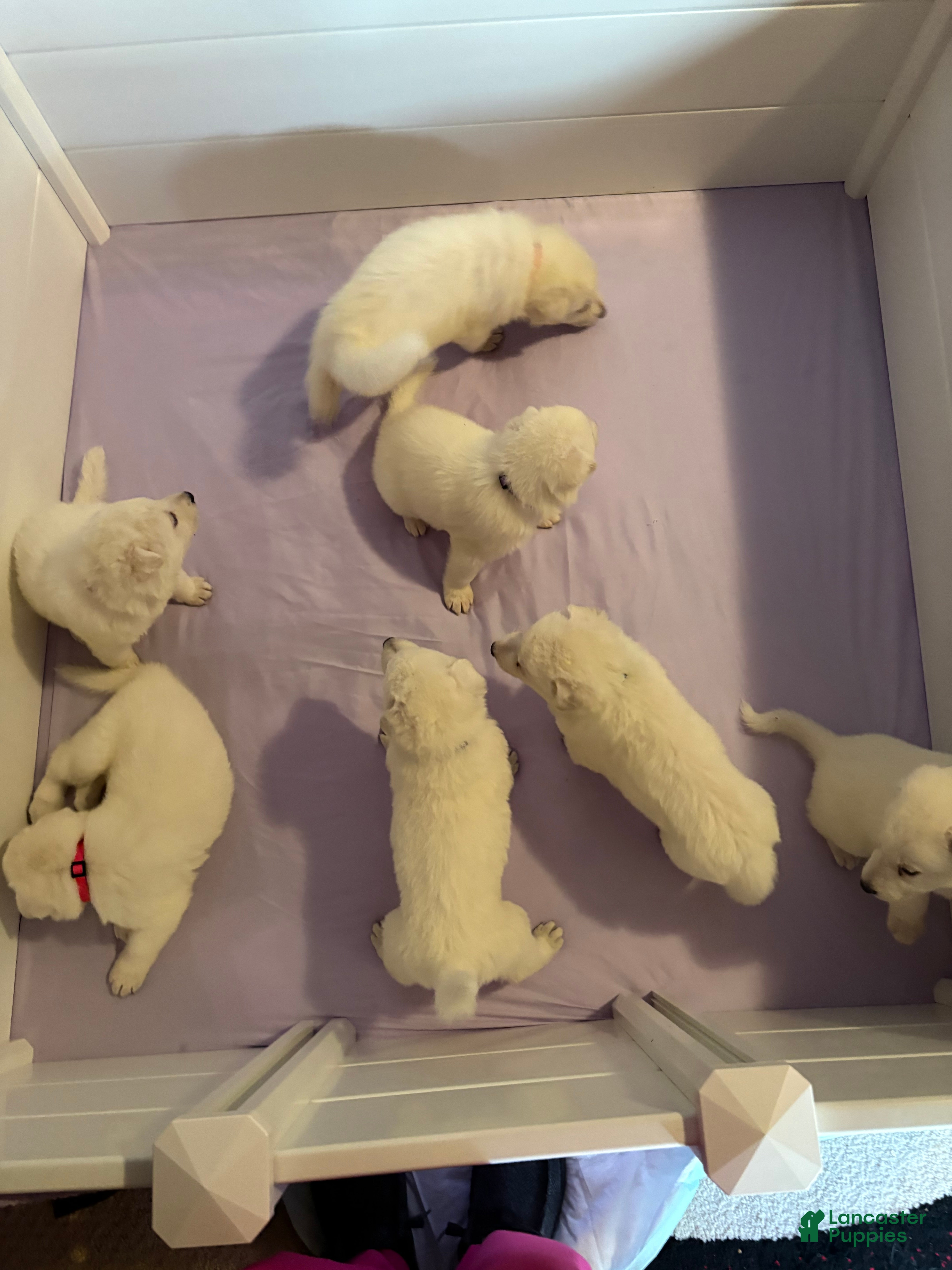 German Shepherd dogs German Shepherd Puppy 1 - Ad 11