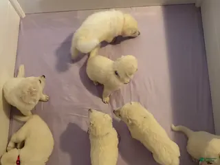 German Shepherd dogs German Shepherd Puppy 1 - Ad 19