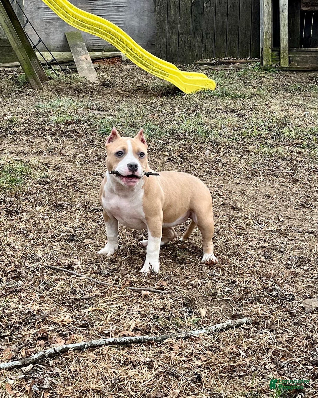 Gallery Image {{count}}